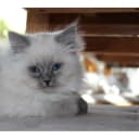 Sibirisk katt
