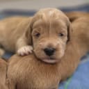 Labradoodle