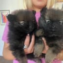 Pomeranian