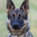Schäferhund