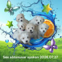 Maltipoo