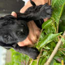 Flat Coated Retriever