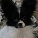 Papillon