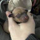 Dvärgtax Pomeranian Mix