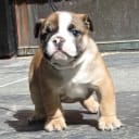Engelsk bulldog