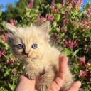 Ragdoll