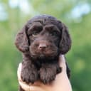 Bernedoodle