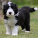 Bearded collie