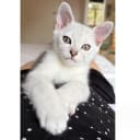 Burmilla