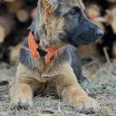 Tysk Schäferhund