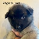 Belgisk vallhund – Tervueren