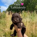 Labradoodle