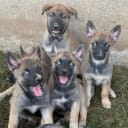 Husky Malinois