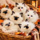 Ragdoll
