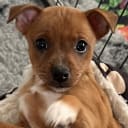 American hairless terrier