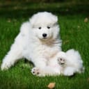 Samojedhund
