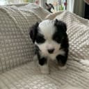 Miniature American Shepherd