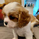 Cavalier king charles spaniel