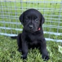 Labrador