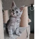 Maine Coon