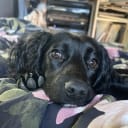 Cocker spaniel