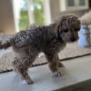 Maltipoo