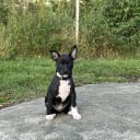 Rat Terrier