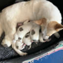 Norrbottenspets