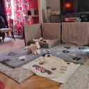 Bichon havanais