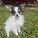 Papillon