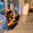Australsk terrier