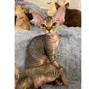 Devon Rex