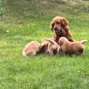 Golden retriever