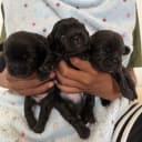 Tibetansk spaniel