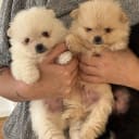 Pomeranian