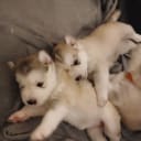Husky