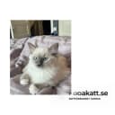 Ragdoll