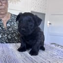 Skye Terrier