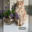 Maine Coon