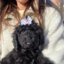 Standard Poodle