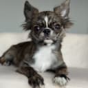 Chihuahua, långhårig