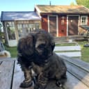 Shipoo/Pekingese