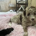 Aussiedoodle