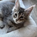 Maine Coon