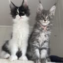 Maine Coon