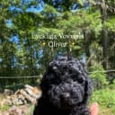 Labradoodle