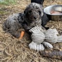 Labradoodle
