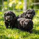 Shihpoo
