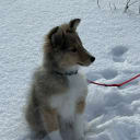 Shetland sheepdog