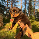 Rottweiler